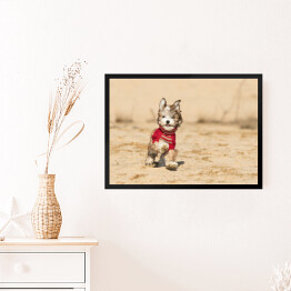 Obraz w ramie Szczenię psa hawańczyka w czerwonym sweterku