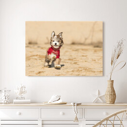 Obraz na płótnie Szczenię psa hawańczyka w czerwonym sweterku