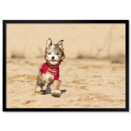 Plakat w ramie Szczenię psa hawańczyka w czerwonym sweterku