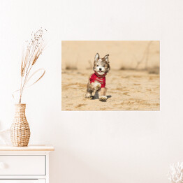 Plakat samoprzylepny Szczenię psa hawańczyka w czerwonym sweterku