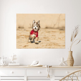 Plakat Szczenię psa hawańczyka w czerwonym sweterku