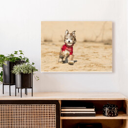 Obraz na płótnie Szczenię psa hawańczyka w czerwonym sweterku