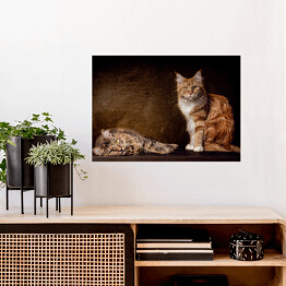 Plakat samoprzylepny Koty rasy Maine Coon na brązowym tle