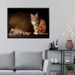 Obraz w ramie Koty rasy Maine Coon na brązowym tle