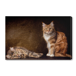 Obraz na płótnie Koty rasy Maine Coon na brązowym tle