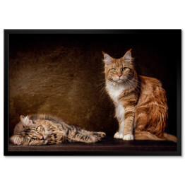Plakat w ramie Koty rasy Maine Coon na brązowym tle