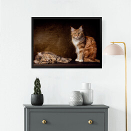 Obraz w ramie Koty rasy Maine Coon na brązowym tle