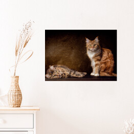 Plakat samoprzylepny Koty rasy Maine Coon na brązowym tle