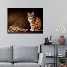 Plakat Koty rasy Maine Coon na brązowym tle