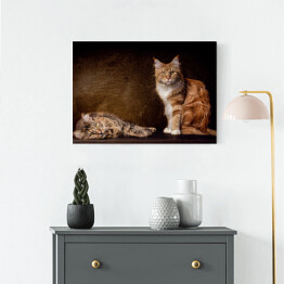 Obraz na płótnie Koty rasy Maine Coon na brązowym tle
