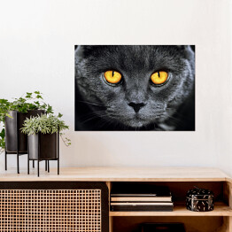 Plakat Szary brytyjski kot z hipnotyzującymi oczami
