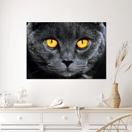 Plakat samoprzylepny Szary brytyjski kot z hipnotyzującymi oczami