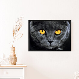 Obraz w ramie Szary brytyjski kot z hipnotyzującymi oczami