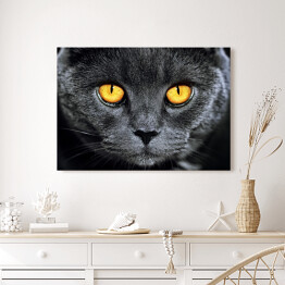 Obraz na płótnie Szary brytyjski kot z hipnotyzującymi oczami