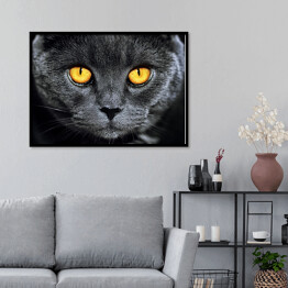 Plakat w ramie Szary brytyjski kot z hipnotyzującymi oczami