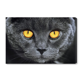 Obraz na płótnie Szary brytyjski kot z hipnotyzującymi oczami