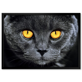 Plakat w ramie Szary brytyjski kot z hipnotyzującymi oczami