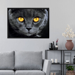 Obraz w ramie Szary brytyjski kot z hipnotyzującymi oczami
