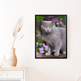 Obraz w ramie Kot brytyjski krótkowłosy wśród kwitnących kwiatów