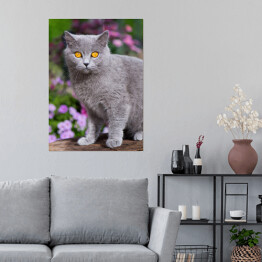 Plakat Kot brytyjski krótkowłosy wśród kwitnących kwiatów