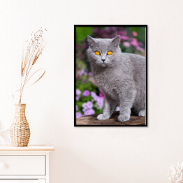 Plakat w ramie Kot brytyjski krótkowłosy wśród kwitnących kwiatów