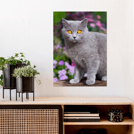 Plakat samoprzylepny Kot brytyjski krótkowłosy wśród kwitnących kwiatów