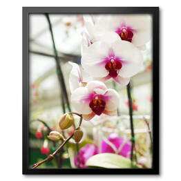 Zakończenie białej orchidei kwitnącej w ogrodzie