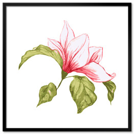 Plakat w ramie Pojedynczy kwiat magnolii - akwarela