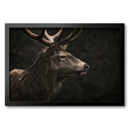 Obraz w ramie Profil jelenia na ciemnym tle