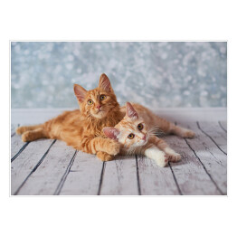 Plakat Przytulone koty na drewnianej podłodze