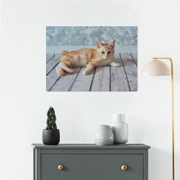 Plakat samoprzylepny Mały rudo biały kotek leżący na jasnych drewnianych deskach