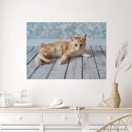 Plakat Mały rudo biały kotek leżący na jasnych drewnianych deskach