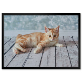 Plakat w ramie Mały rudo biały kotek leżący na jasnych drewnianych deskach