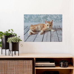 Plakat Mały rudo biały kotek leżący na jasnych drewnianych deskach