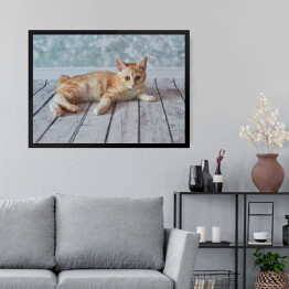 Obraz w ramie Mały rudo biały kotek leżący na jasnych drewnianych deskach