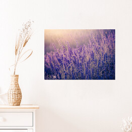 Plakat samoprzylepny Kwiaty lawendy kwitnące w słońcu