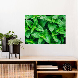 Plakat Zielona mięta - roślina