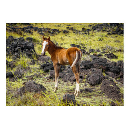Plakat Koń w polu, Chile