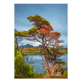 Plakat Wspaniały krajobraz Narodowego Parku Patagonii Tierra del Fuego jesienią