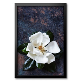 Biała magnolia na ciemnym tle