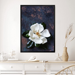 Biała magnolia na ciemnym tle