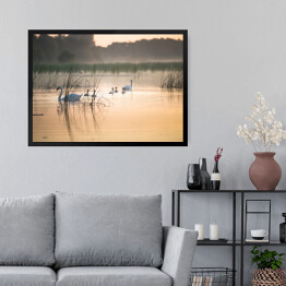 Obraz w ramie Łabędzie na jeziorze o świcie