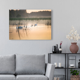 Obraz na płótnie Łabędzie na jeziorze o świcie