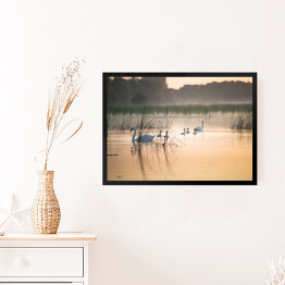 Obraz w ramie Łabędzie na jeziorze o świcie