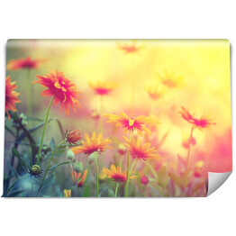 Fototapeta winylowa zmywalna Polne kwiaty o zmierzchu