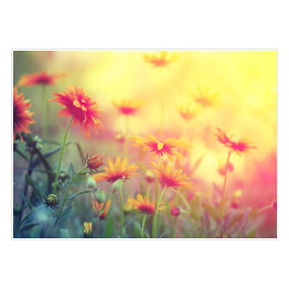Plakat samoprzylepny Polne kwiaty o zmierzchu