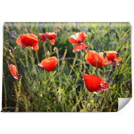 Fototapeta samoprzylepna Krajobraz łąki z czerwonymi i niebieskimi kwiatami