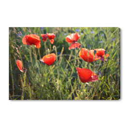 Obraz na płótnie Krajobraz łąki z czerwonymi i niebieskimi kwiatami