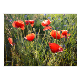 Plakat Krajobraz łąki z czerwonymi i niebieskimi kwiatami