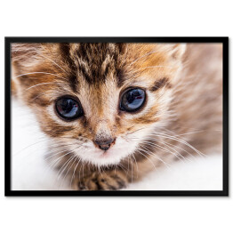 Plakat w ramie Kotek o niebieskich oczach z bliska